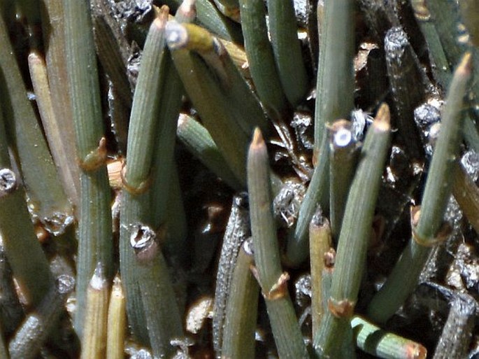 Ephedra americana