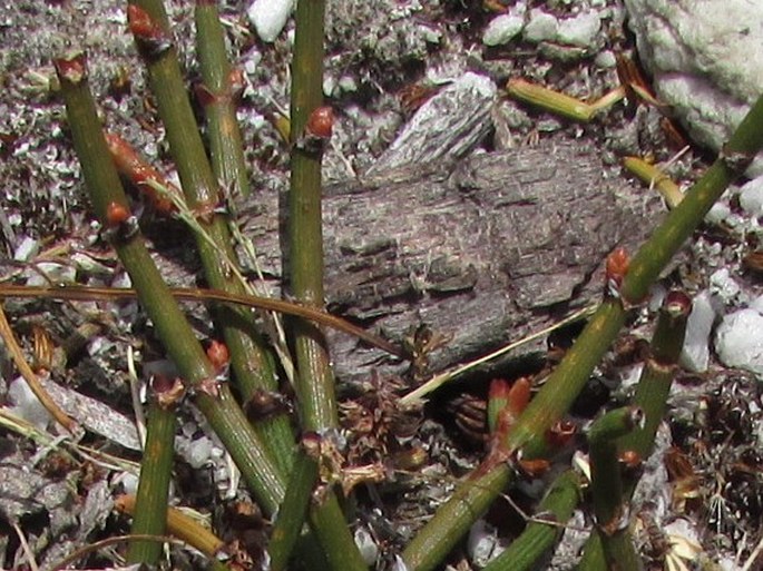 Ephedra rupestris