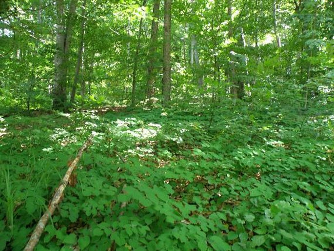 Epimedium alpinum