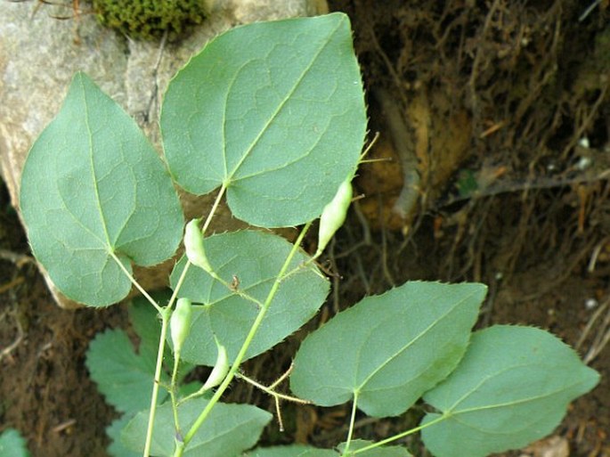 Epimedium alpinum