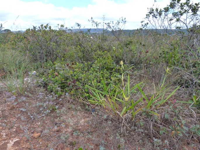 Epidendrum ibaguense