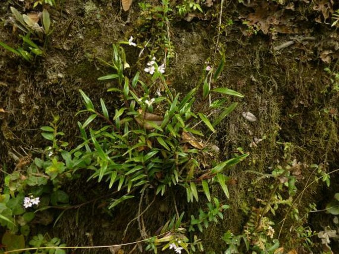 Epidendrum fimbriatum