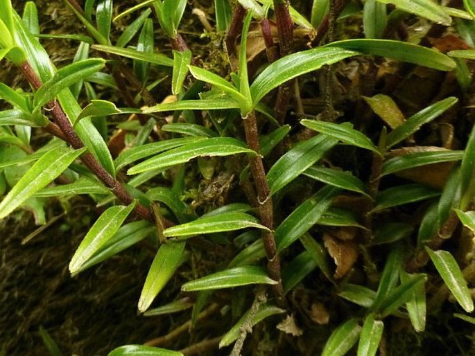 Epidendrum fimbriatum