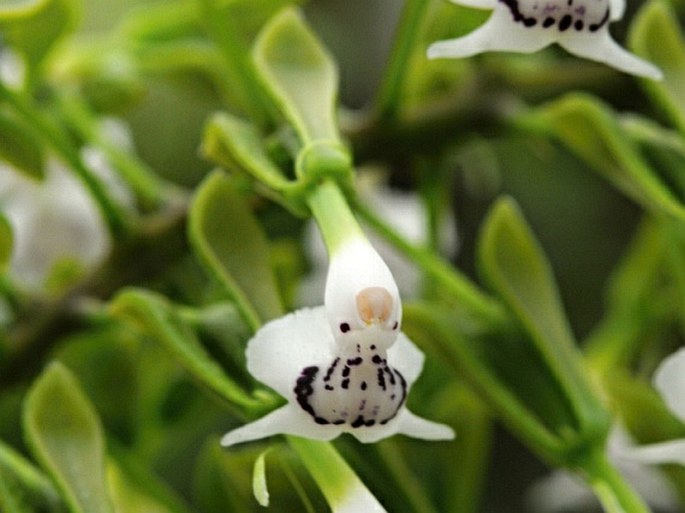 Epidendrum horichii