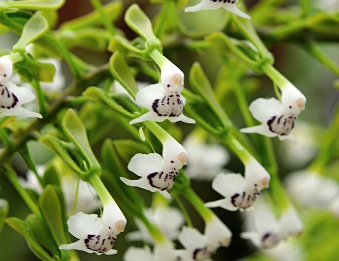 Epidendrum horichii