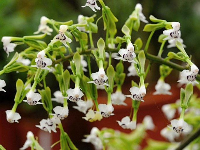 Epidendrum horichii