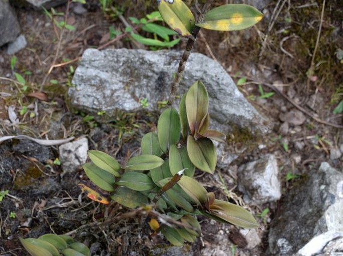 Epidendrum spathatum