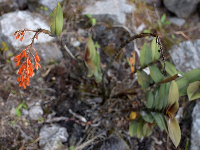 Epidendrum spathatum