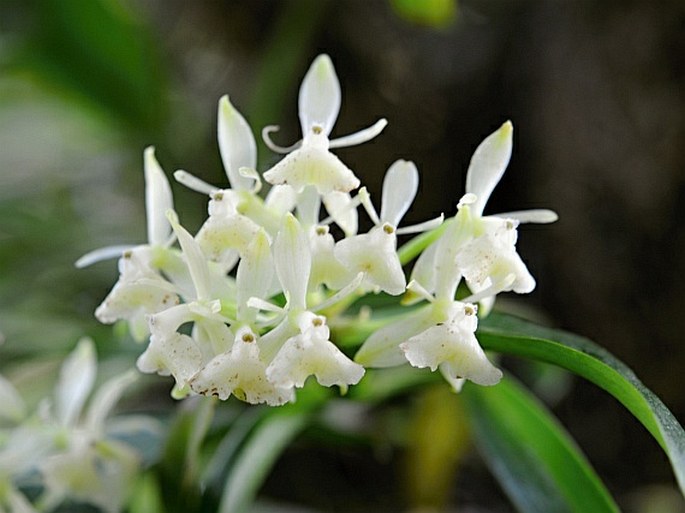 Epidendrum trialatum