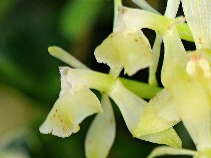 Epidendrum trialatum