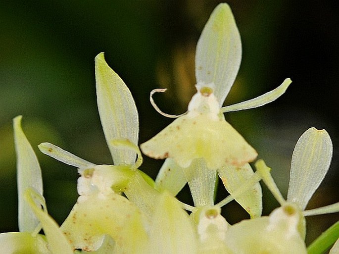 Epidendrum trialatum