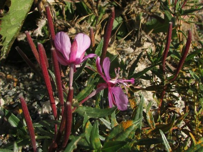 Epilobium colchicum