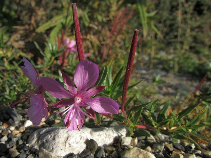 Epilobium colchicum