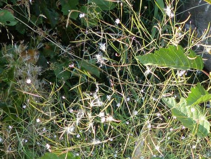 Epilobium brachycarpum