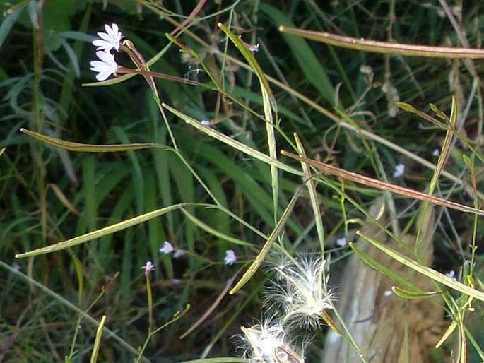 Epilobium brachycarpum