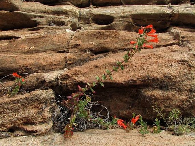 Epilobium canum