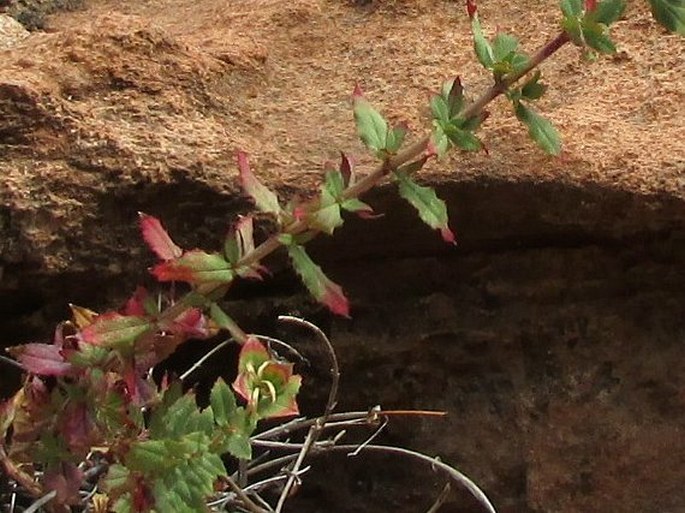 Epilobium canum