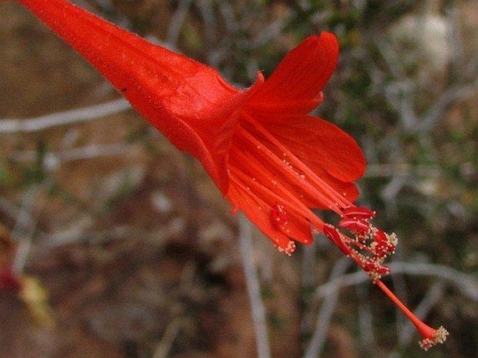 Epilobium canum