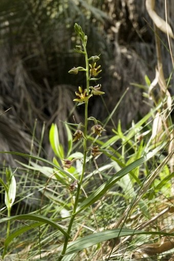 Epipactis veratrifolia