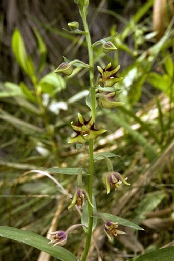 Epipactis veratrifolia