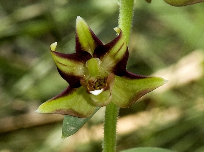 Epipactis veratrifolia