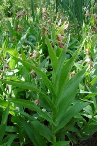 Epipactis gigantea