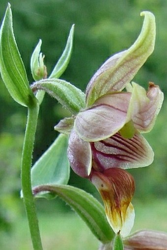 Epipactis gigantea