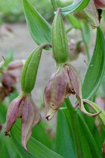 Epipactis gigantea