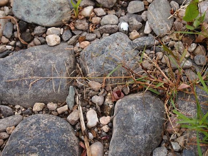 Eragrostis albensis