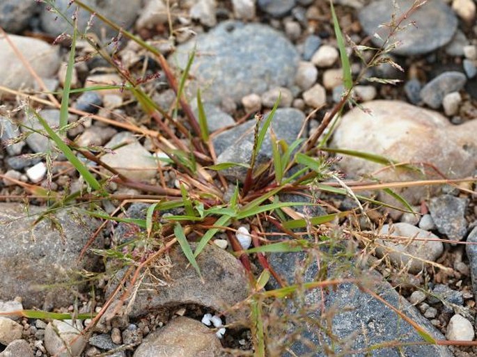 Eragrostis albensis