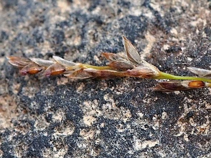 Eragrostis albensis