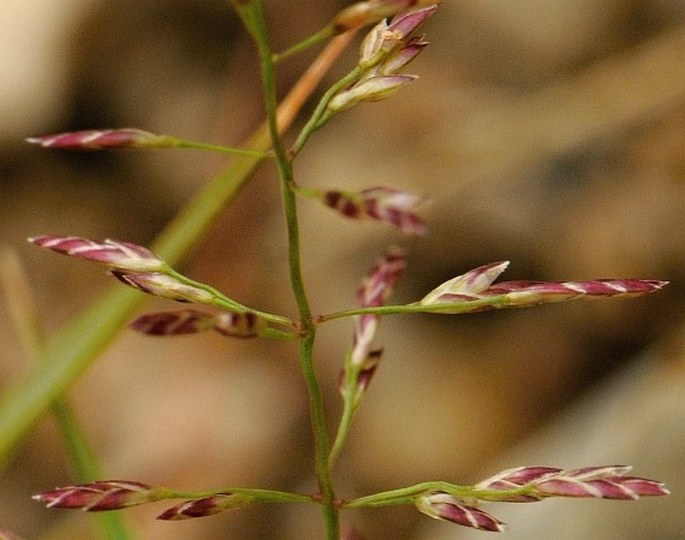 Eragrostis albensis