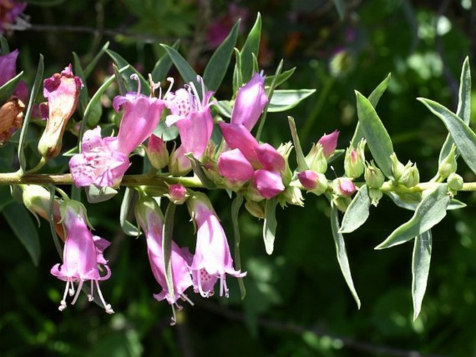 EREMOPHILA LAANII F. Muell.