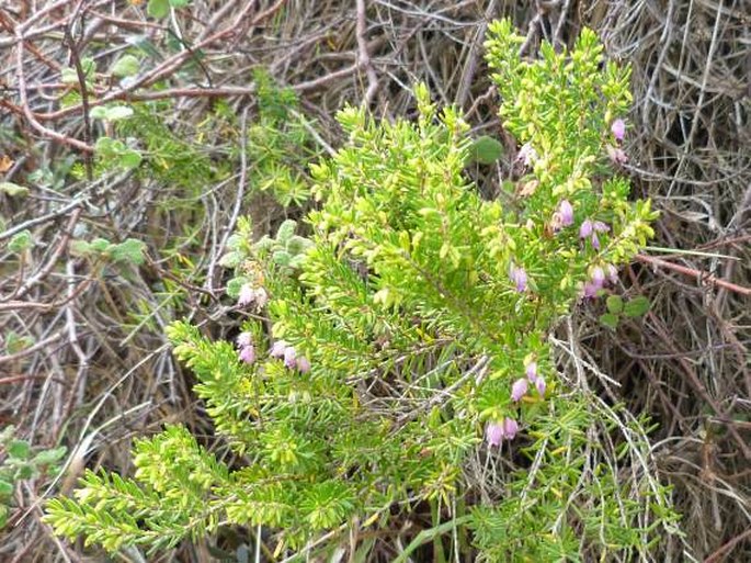 Erica erigena