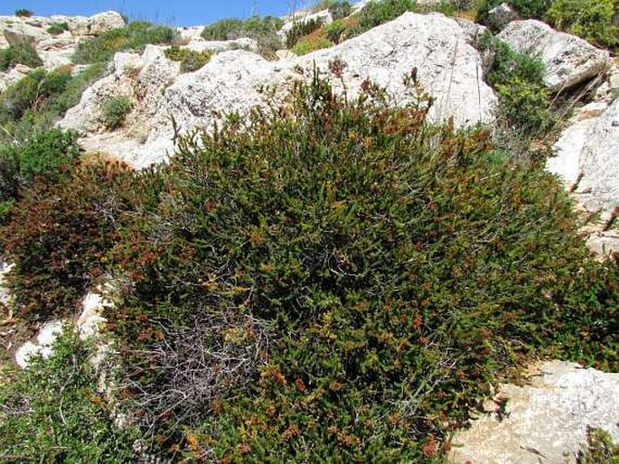 Erica multiflora