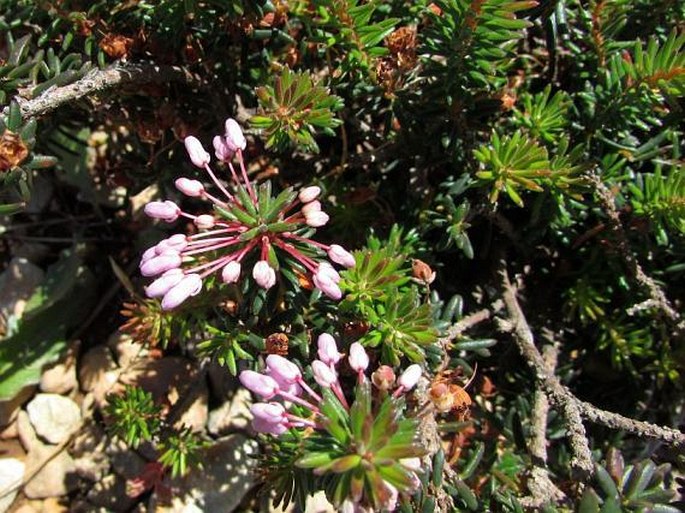 Erica multiflora