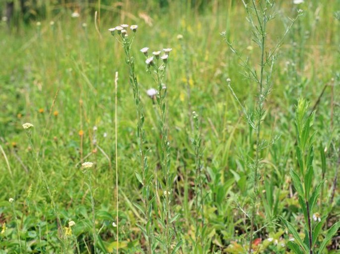 Erigeron podolicus