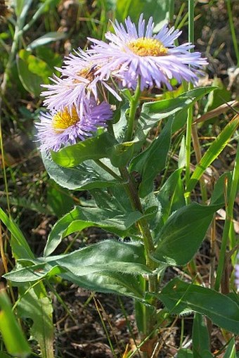 Erigeron speciosus