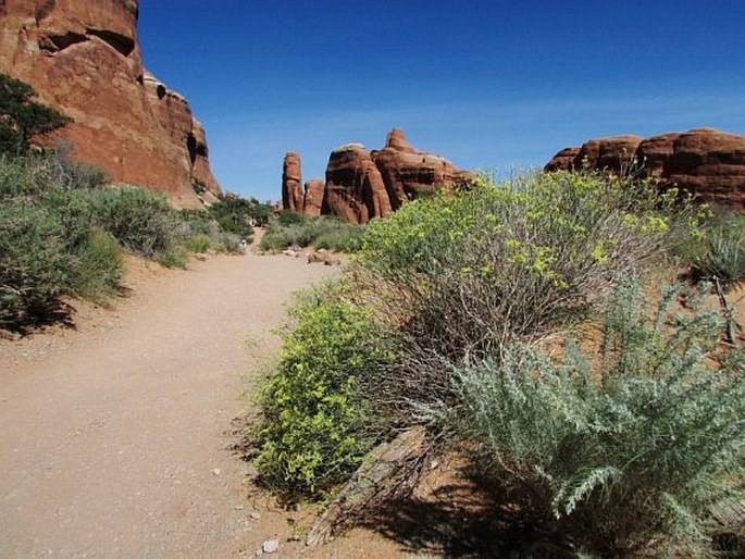 Eriogonum corymbosum var. glutinosum