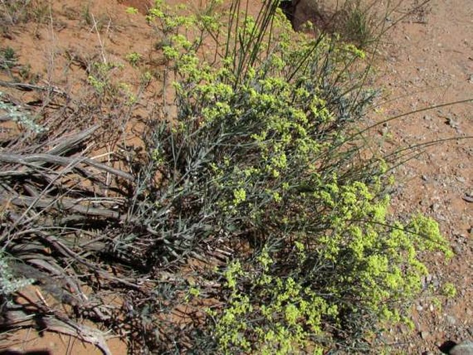 Eriogonum corymbosum var. glutinosum