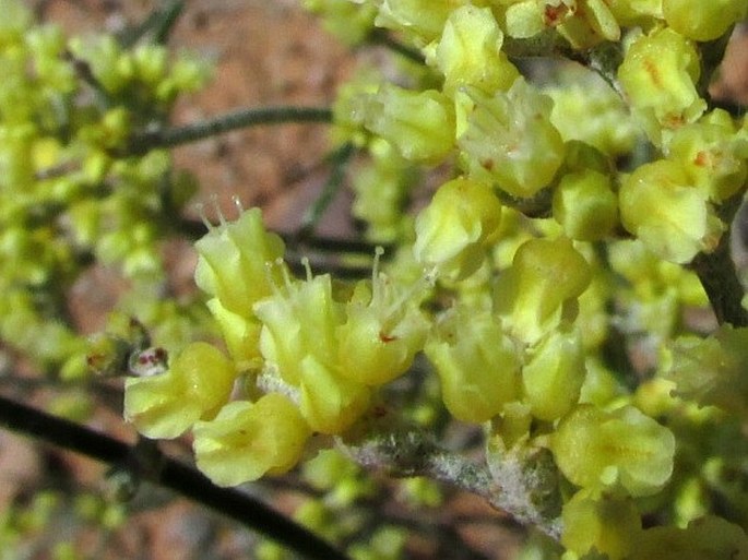 Eriogonum corymbosum var. glutinosum