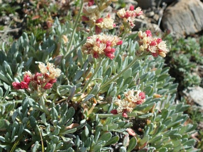 ERIOGONUM ANDROSACEUM Benth.