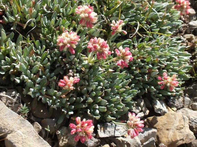 Eriogonum androsaceum