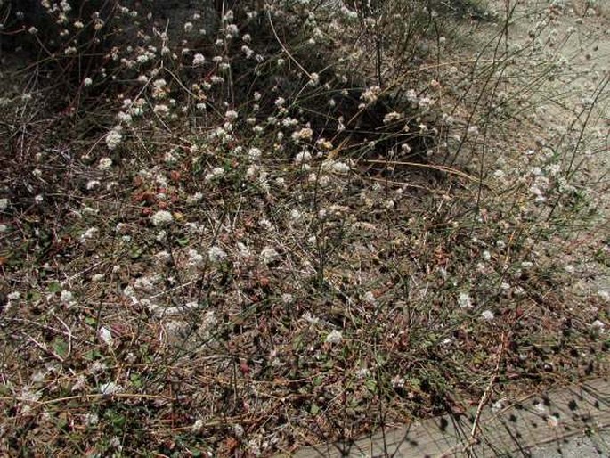 Eriogonum nudum