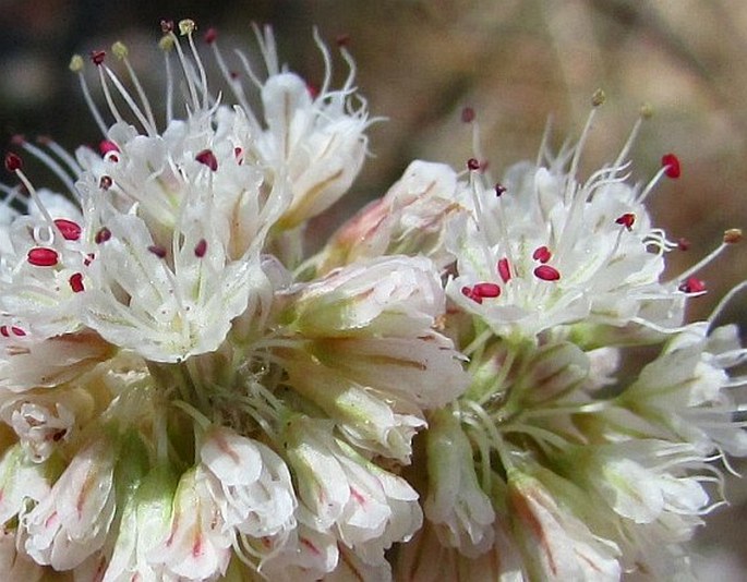 Eriogonum nudum