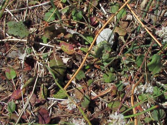 Eriogonum nudum