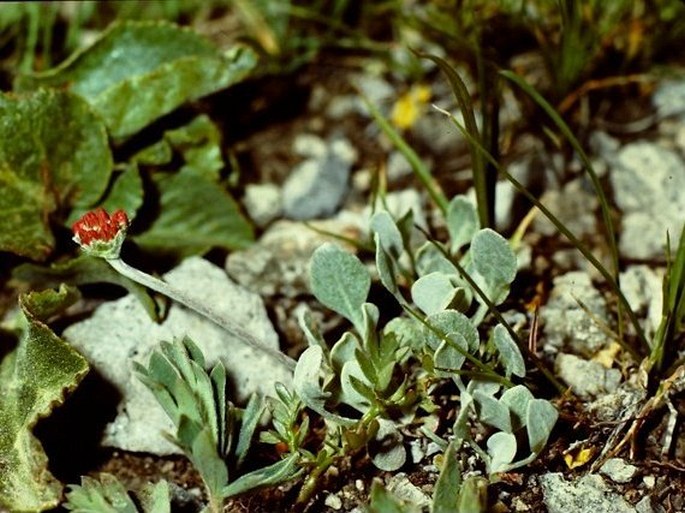 Eriogonum ovalifolium