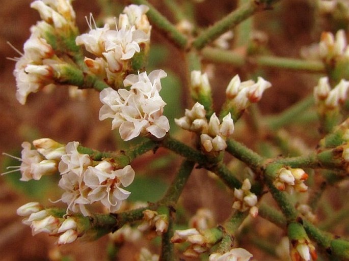 ERIOGONUM CORYMBOSUM var. ORBICULATUM (S. Stokes) Reveal et Brotherson