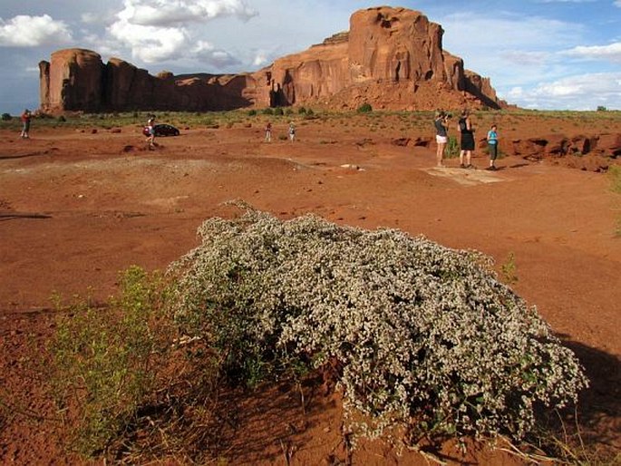 Eriogonum corymbosum var. orbiculatum