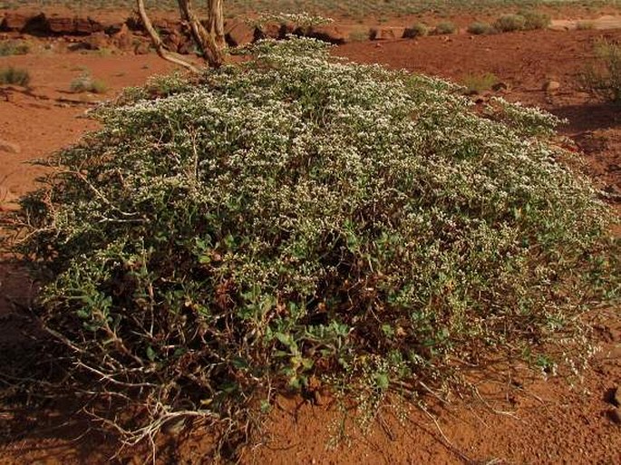 Eriogonum corymbosum var. orbiculatum